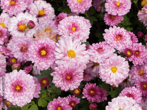 Chrysanthemum x grandiflorum  Anastasia      Rosaviolett Garten-Chrysantheme oder Garten-Winteraster  herbstlichen Terrassenschmuck