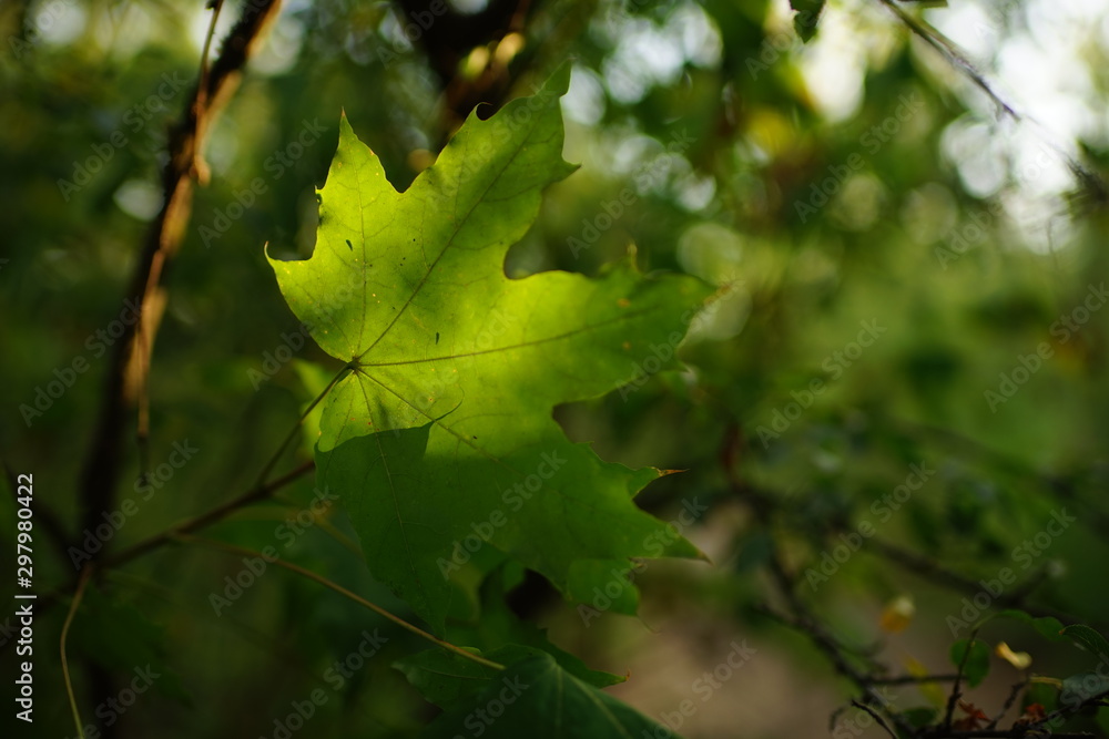 big green maple leaf with sunlight, tree branch in the summer forest. big green maple leaf with sunlight, tree branch in the summer forest.