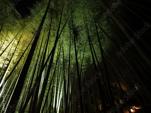 Japan Kyoto old town  bamboo forest