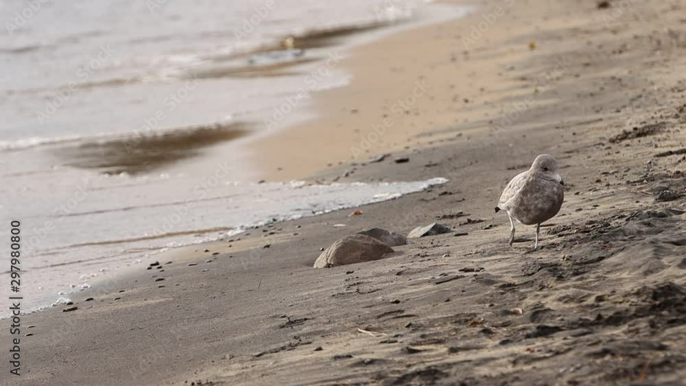 Seagull looking for food on beach at Lake Tahoe in Slow Motion with Shallow Depth of Field. Seagull looking for food on beach at Lake Tahoe in Slow Motion with Shallow Depth of Field.