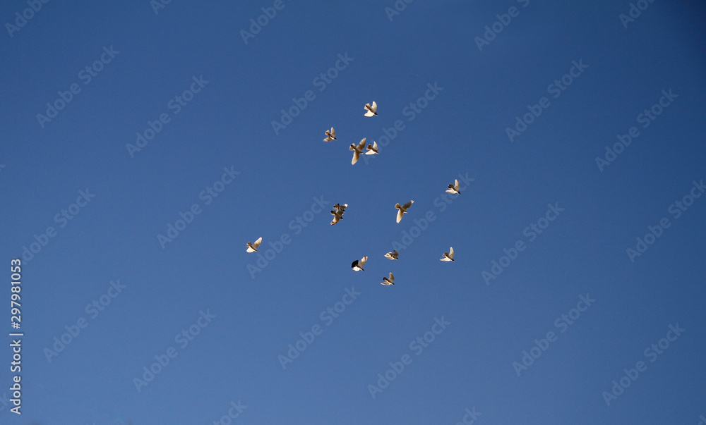 Birds flying in the sky Birds flying in the sky