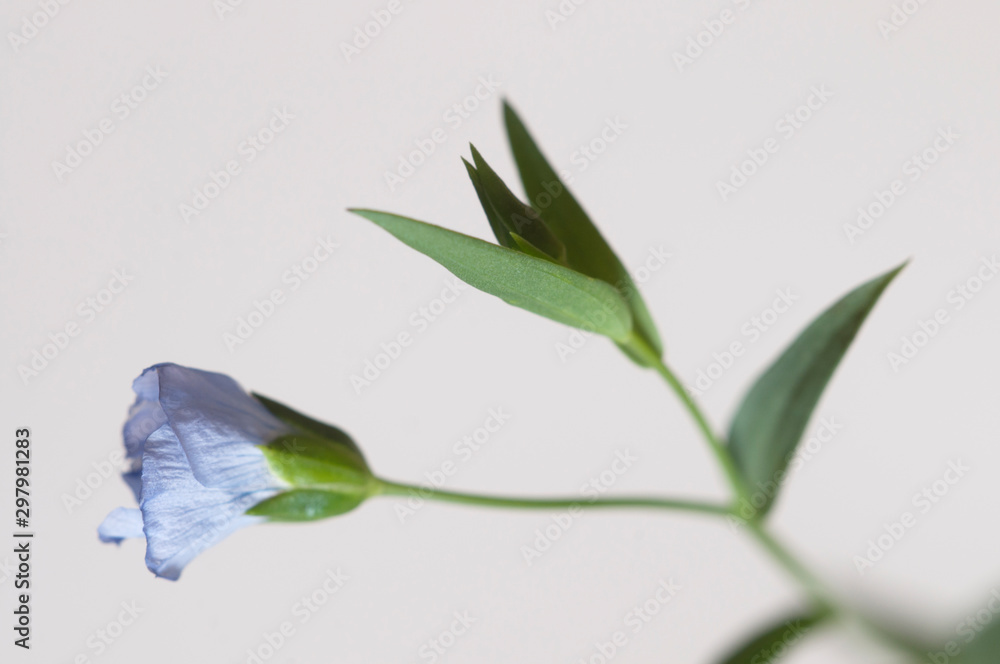 Obraz premium Flax (Linum usitatissimum) flowers