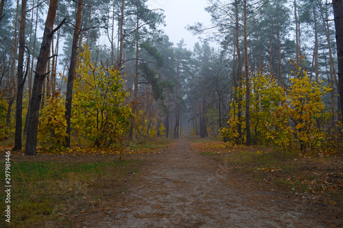 View of the road between the trees in the pine forest. © YAROSLOVEPHOTOVIDEO