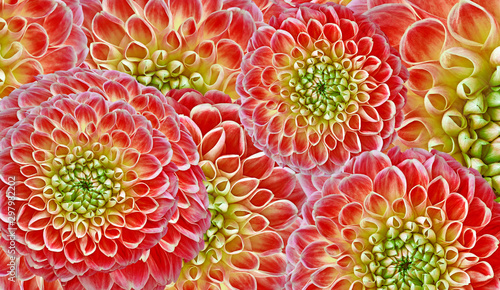 Floral red-yellow-green background. Flowers  dahlias close-up.  Flowers composition. Nature.
