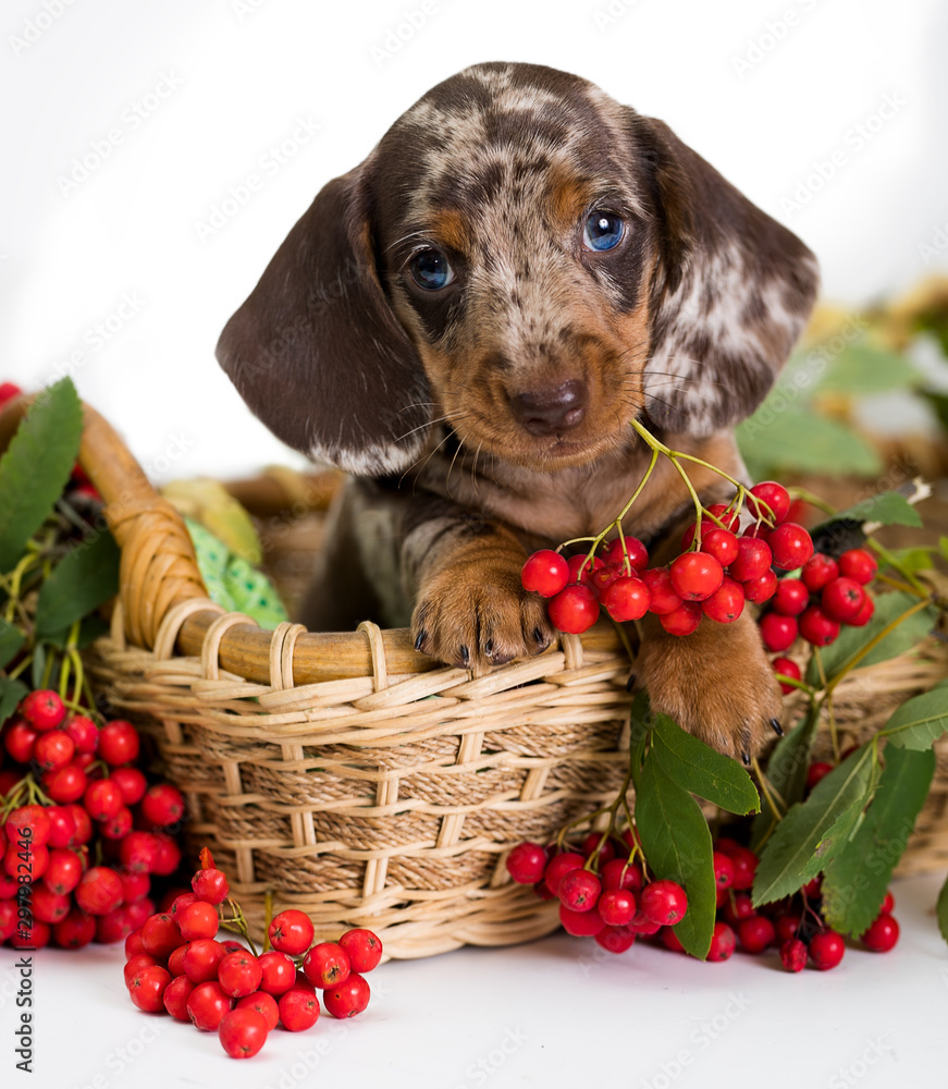 Dachshund puppy diet cheap