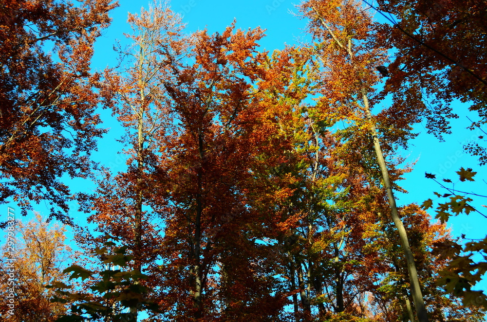 Beautiful autumn forest in yellow and gold tones