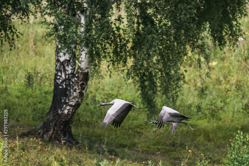 Demoiselle Crane photo