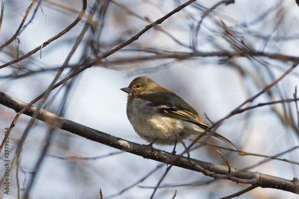 Fototapeta premium Yellowhammer