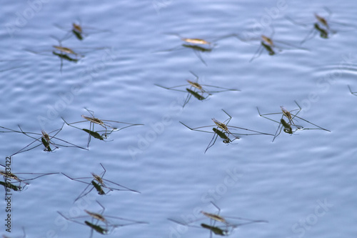Water strider