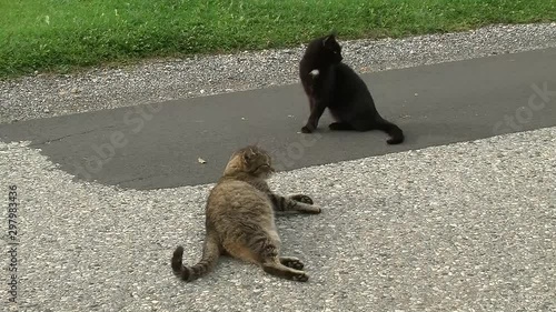 Der grau getigerte Kater und die schwarze Katze mit weißem Brustfleck blockieren die Straße photo