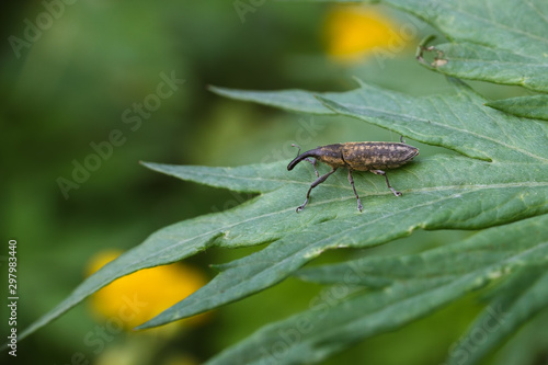Weevil beetle © Vladimir Konjushenko