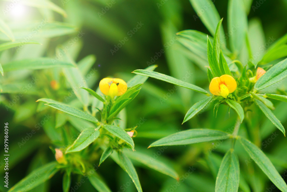 Beautiful wildflowers blooming in the forest Beautiful wildflowers blooming in the forest