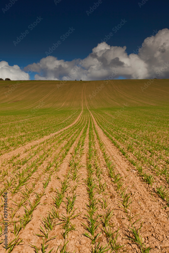 A ploughed field with the green signs of a crop