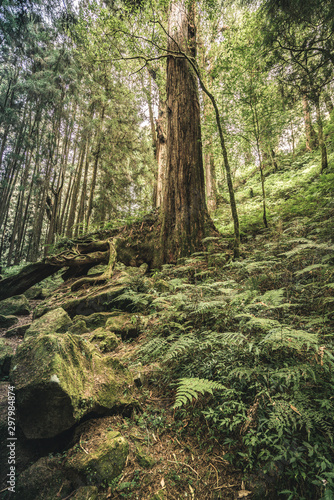 Forest trail surrounded by hugh trees