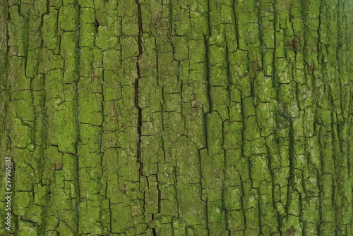 Bark texture, close up