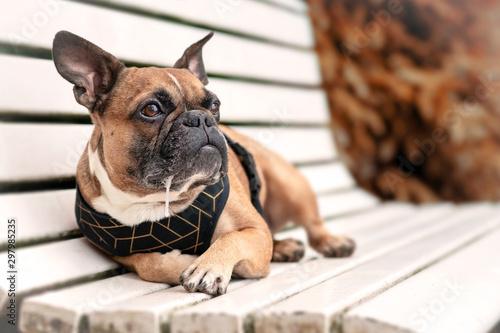 Drooling brown French Bulldog dog lying down and relaxing on a white park bench