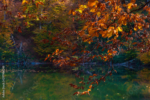 Fototapeta Naklejka Na Ścianę i Meble -  Branch with yellow autumn leaves