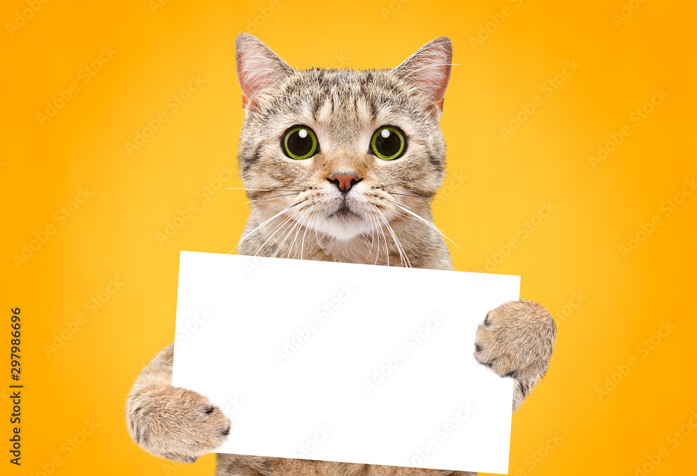 Naklejka Portret kota szkocki prosto z sztandarem w łapach na pomarańczowym tle