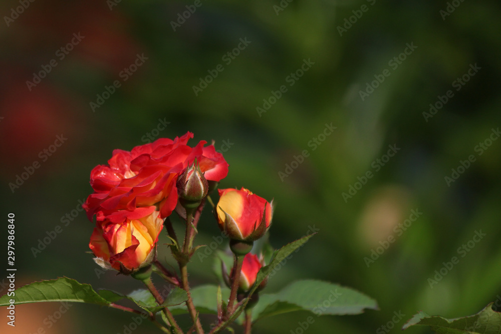 pale pink rose with rose droplets closeup selective focus pale pink rose with rose droplets closeup selective focus