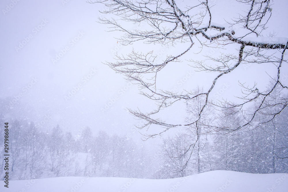 Forest after a heavy snowfall. Winter landscape. Forest after a heavy snowfall. Winter landscape.