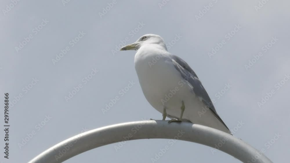 Seagull resting on a lamp post. Seagull resting on a lamp post.