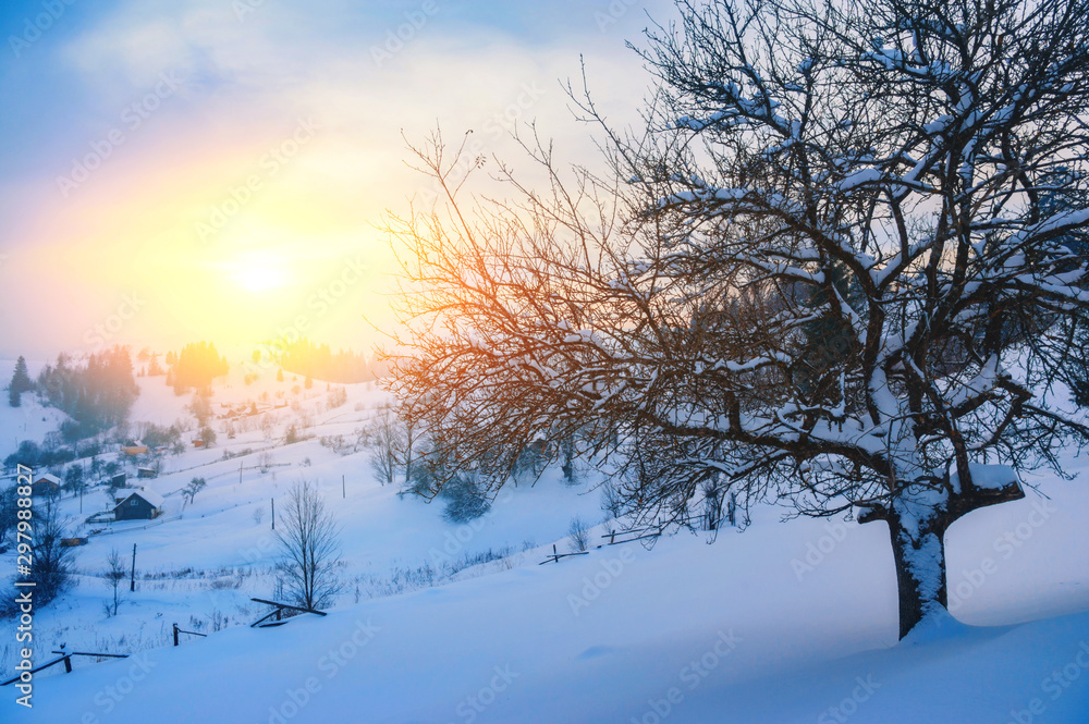 Obraz premium fir trees covered with snow and mountains on horizon. beautiful winter landscape
