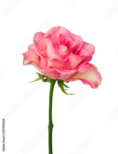  single pink rose, isolated on white background