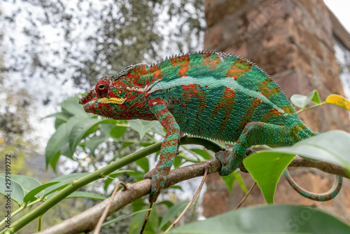 Malagasy Giant Chameleon / Furcifer oustaleti, Wild nature. Madagascar photo