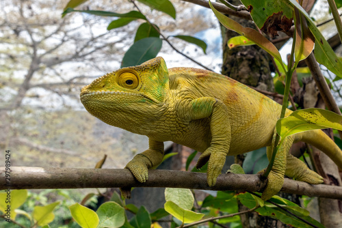 Green chameleon - Chamaeleo calyptratus  Wild nature Madagascar