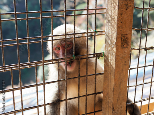 Japan Kyoto Arashiyama monkey park © SOGJP