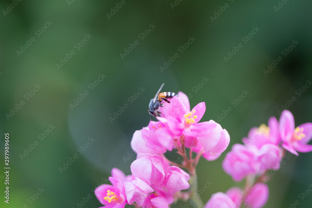 The bees look for nectar from morning pollen. The bees look for nectar from morning pollen.