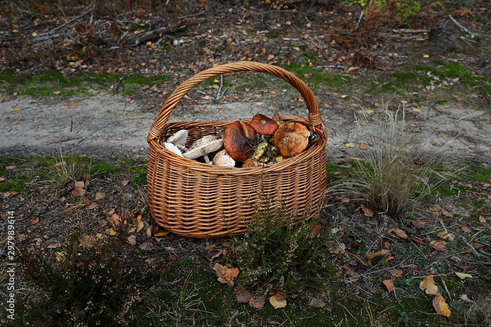koszyk pełen grzybów postawiony na leśnej ścieżce - obrazy, fototapety, plakaty 