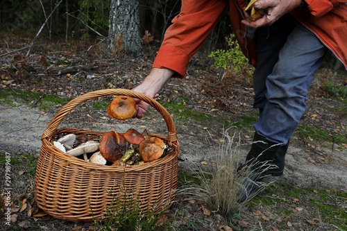 grzybiarz wkłada grzyba do koszyka w lesie