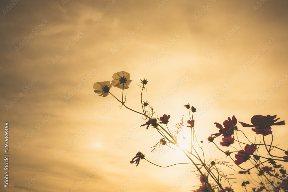 Obraz premium 夕陽に輝くコスモスです