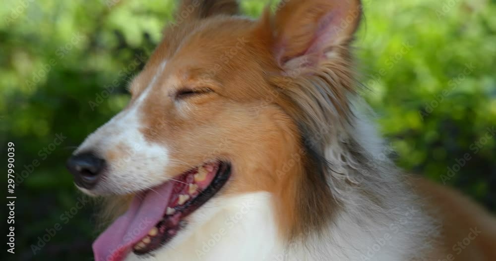 Herding dog go to the park Herding dog go to the park