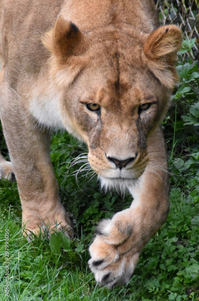 La lionne La lionne
