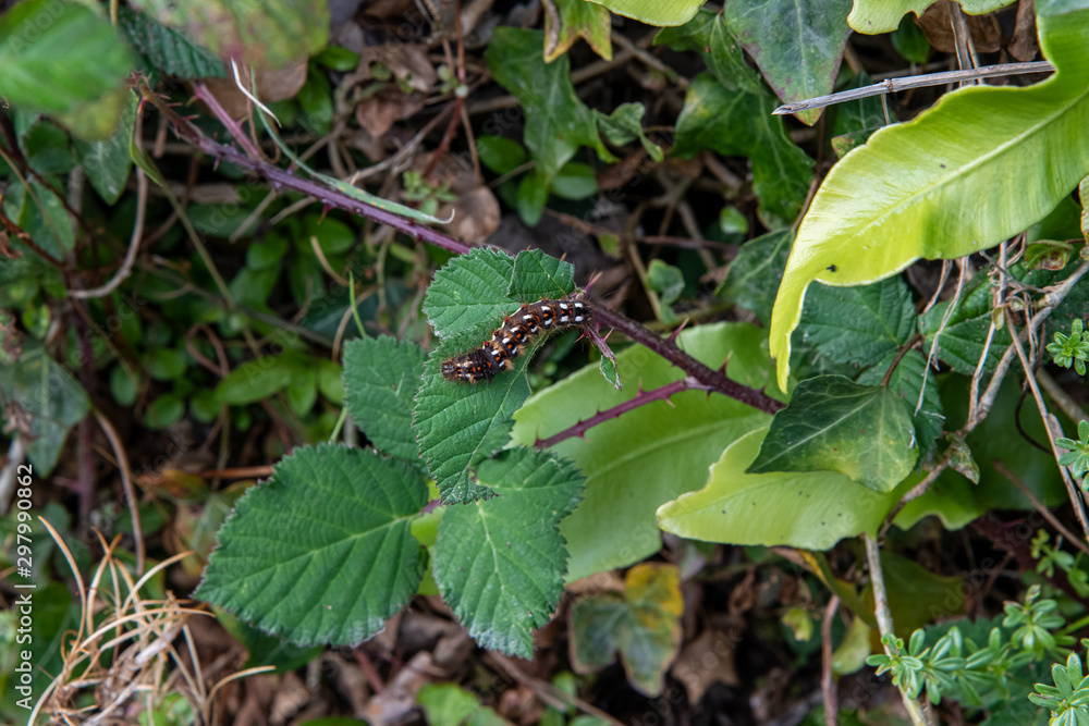 A Yellowtail Moth caterpillar on blackberry leaves in October A Yellowtail Moth caterpillar on blackberry leaves in October