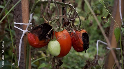 Rotten tomatoes in the bushes, red rotten tomatoes, sick tomato bush