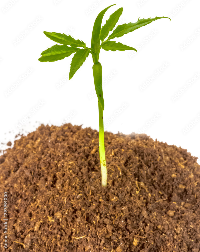 custom made wallpaper toronto digitalyoung plant in soil isolated on white background