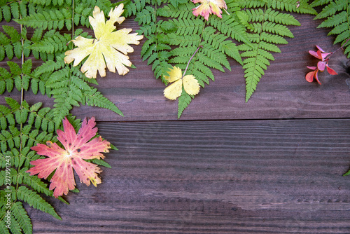 Fern leaves with colored autumn leaves on a wooden background.