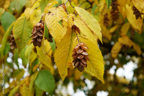 Photography Denmark. Autumn in Copenhagen