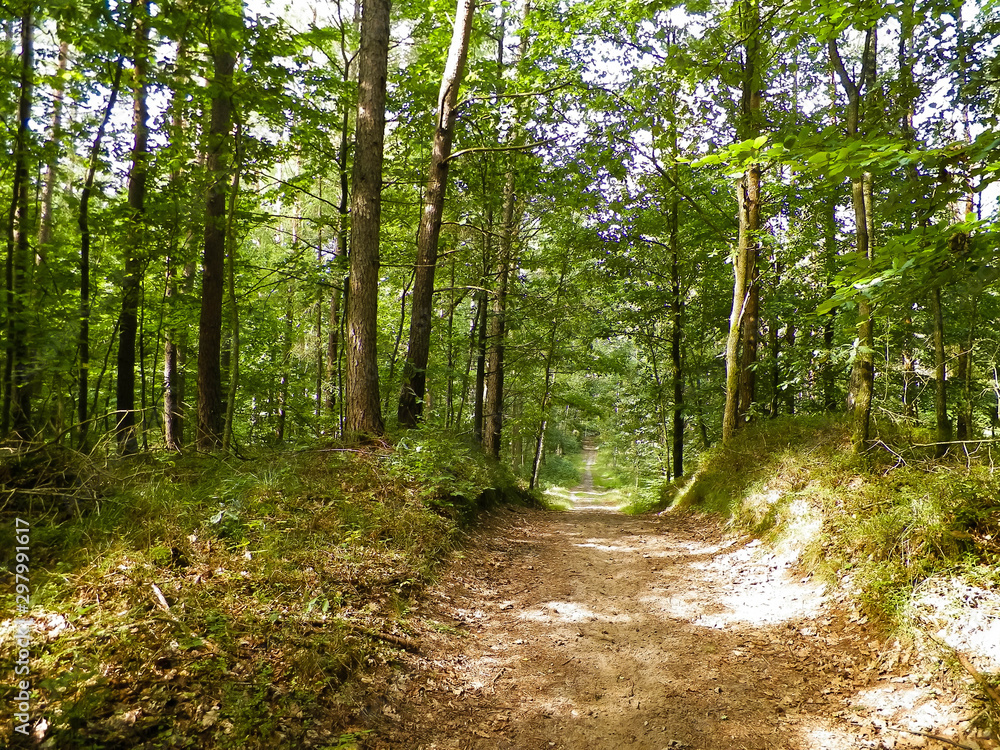 Obraz premium Path in green forest. Summer forest landscape.