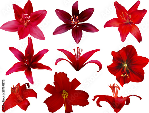 nine red lily flowers isolated on white