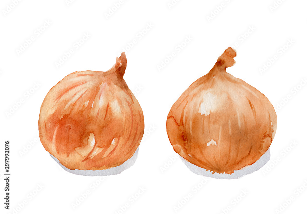 玉ねぎ 水彩イラスト Stock イラスト Adobe Stock 玉ねぎ 水彩イラスト Stock イラスト Adobe Stock