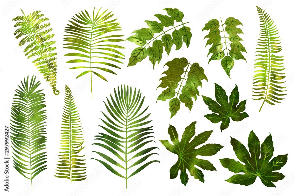 Leaves of tropical plants in green watercolor on a white background. Fan palm, monkey monstera, fig, breadfruit. Leaves of tropical plants in green watercolor on a white background. Fan palm, monkey monstera, fig, breadfruit.