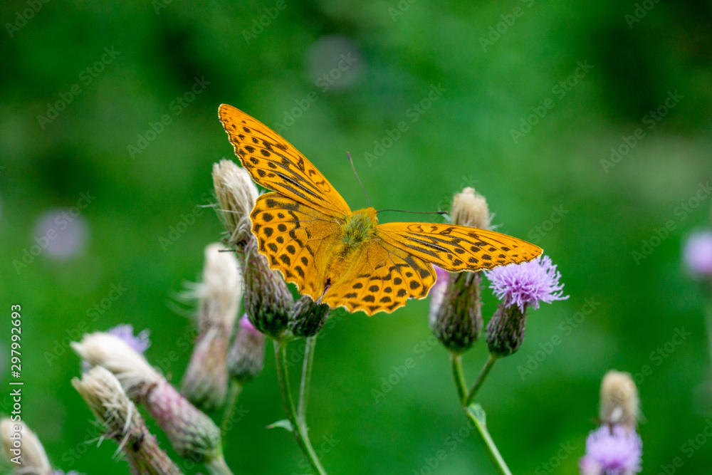Insekten Insekten