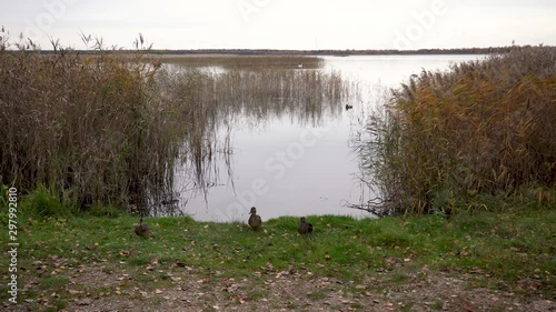 Ducks on the shore and fishermen in a boat on Lake Kaniera in the Latvian National Park on an autumn evening photo