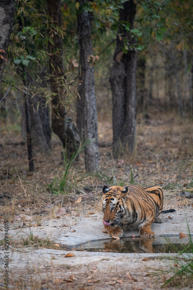 Fototapeta premium Wild male bengal tiger drinking water from waterhole while patrolling his territory sighted him in evening safari at bandhavgarh national park or tiger reserve, madhya pradesh, india - panthera tigris