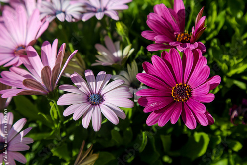 Pink and purple daisies among green leaves, macro  © fiftyeight