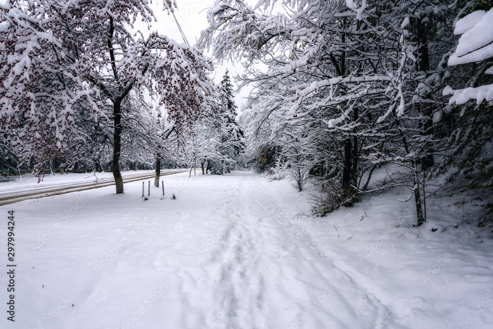 snow-covered city Park with paths in the snow among the trees